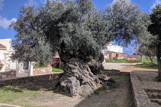 Afternoon Tour: Soap, Olive Oil & Wine Stories of Peza Village - Key Highlights You’ll Actually Feel