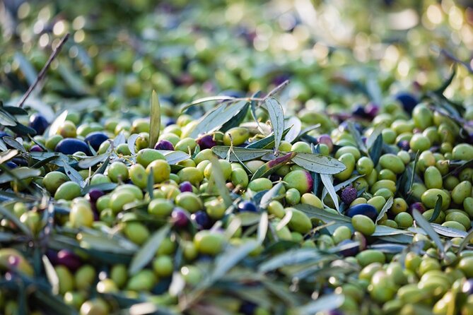 Afternoon Tour: Soap, Olive Oil & Wine Stories of Peza Village - Wine Tasting at the Boutique Winery: Vidiano, Kotsifali, and the Soil-Sun Link