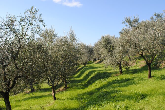 Afternoon Tour: Soap, Olive Oil & Wine Stories of Peza Village - Should You Book This Peza Soap, Olive Oil & Wine Tour?