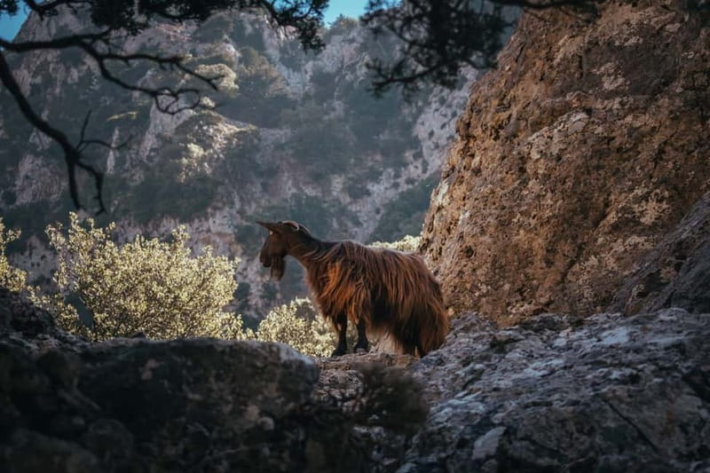 Agia Galini/Matala: Imbros Gorge & Frangokastello Day Tour - The story behind the walls: 1867 occupation context on the route