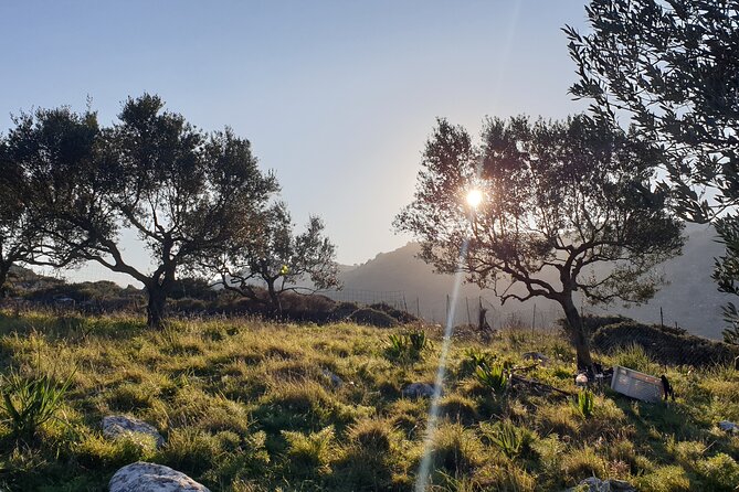 Authentic Olive Oil and Cultural Experience in Crete - Why Kritsa Is a Smart Choice for Your First Olive Oil Day