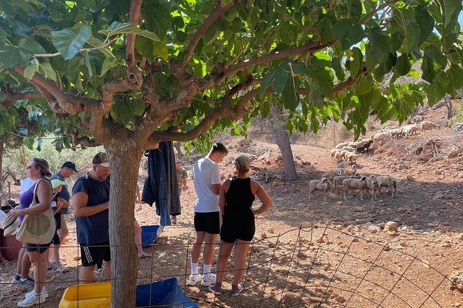 Chania Area: Cooking Class at a Farm in Stylos Village (organic) - Lunch on the farm: Cretan ingredients, wine, and raki