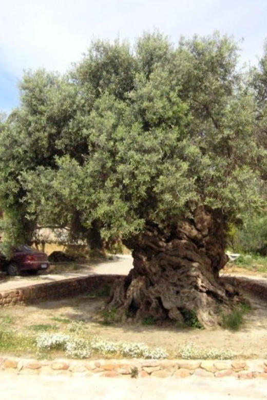Chania Area: Food Tasting Tour with Winery Visit & Swim Stop - Is This Tour Good Value for Your Chania Time?