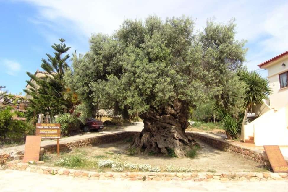 Chania Area: Food Tasting Tour with Winery Visit & Swim Stop - Pnevmatikakis Winery: Family-Run Wine Making and What to Expect From the Tasting