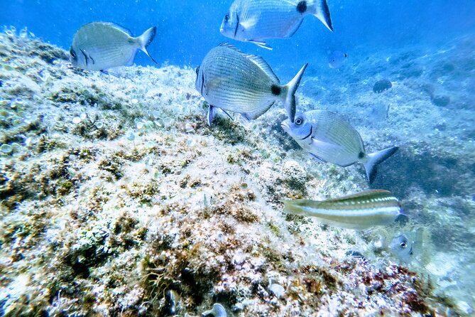 Chania Guided Snorkeling and Boat Excursion - Chania snorkeling by boat: why the timing works
