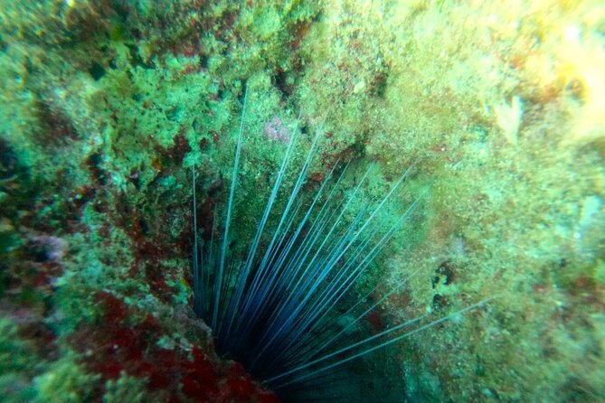 Chania Guided Snorkeling and Boat Excursion - First snorkeling spot: coaching + clear water