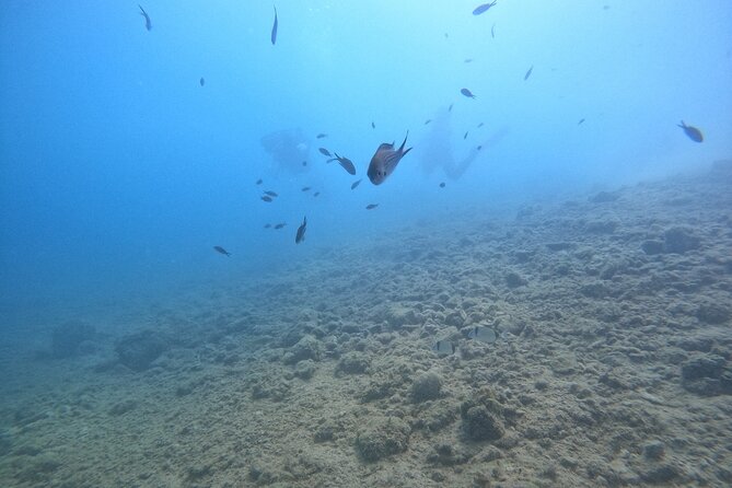 Chania Guided Snorkeling and Boat Excursion - Guide style: the names behind the experience