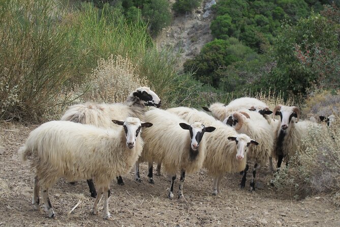 Chania Nature & Villages, White Mountains & Unique Cretan Lunch - Lake Agias and the orange-country start you can taste