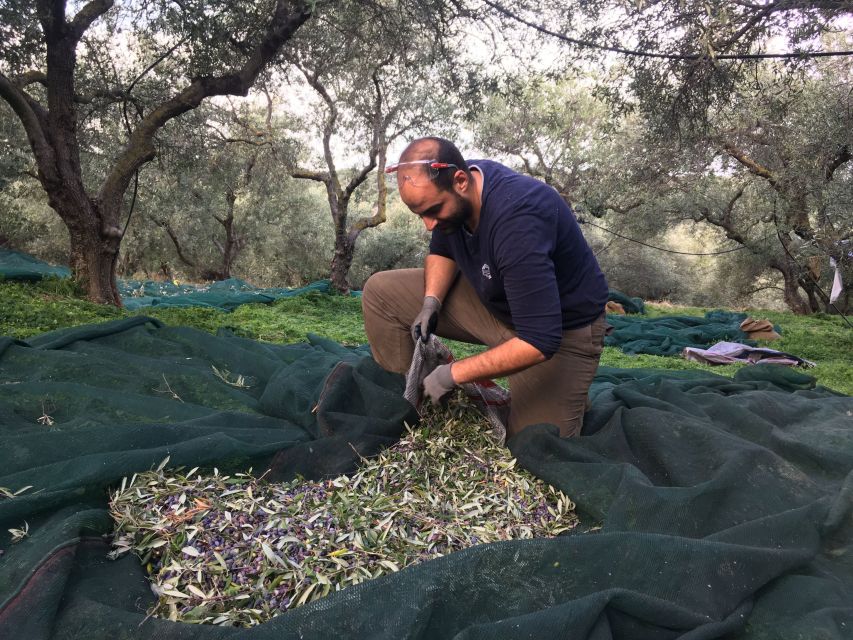 Chania Private Olive Oil Tour: Oil Tasting & Villages Tour - Why this Chania olive oil tour beats a tasting stop