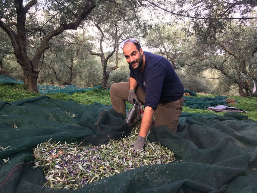 Chania Private Olive Oil Tour: Oil Tasting & Villages Tour - The private olive grove walk: varieties, collection, and farming decisions