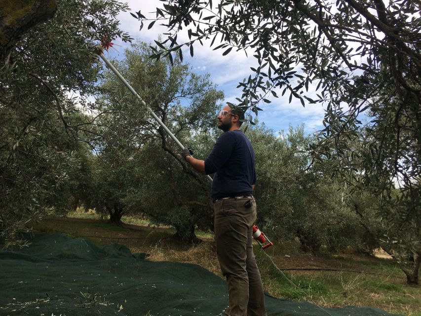 Chania Private Olive Oil Tour: Oil Tasting & Villages Tour - Lunch or coffee in Apokoronas villages: where the talk turns local
