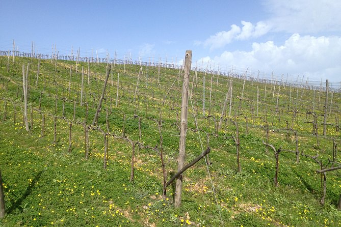 Chania Shore Excursion Off Road Vineyard and Winery Tour Half Day - Key highlights you’ll feel immediately