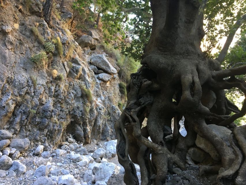 Chania White Mountains Private Tour: From Sea to Summit - Lunch and snacks: how the food plan fits the mountain rhythm
