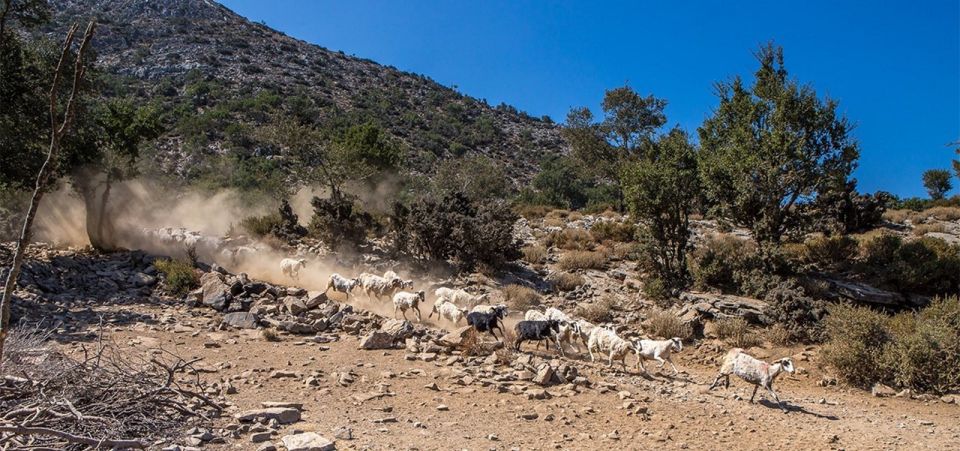 Chania: White Mountains Safari Tour with Lunch and Tastings - Lunch at Samaria Gorge Entrance With Sea-to-Mountain Views