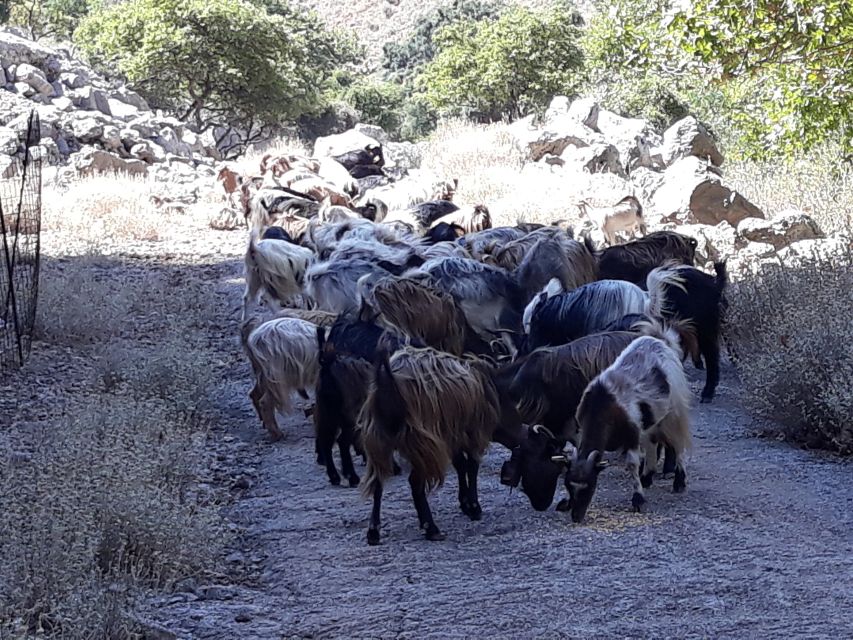 Chania: White Mountains Safari Tour with Lunch and Tastings - Price and What You’re Actually Getting for $176