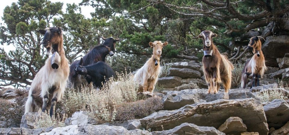 Chania: White Mountains Safari Tour with Lunch and Tastings - Who This Tour Suits Best (and Who Might Want to Skip It)