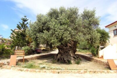 Cheese and Wine Tasting Tour From Chania - Why This Chania Cheese, Honey, and Wine Day Works