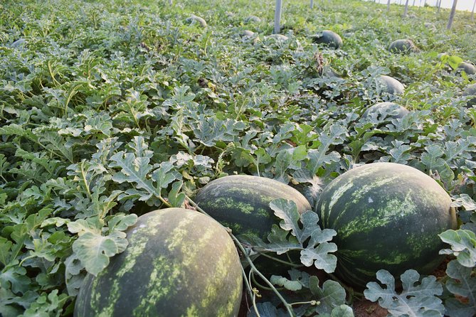 Cretan Farm Tour with Cheese-Making, Olive Oil Tasting & Picnic - The Lunch Menu: What You’ll Eat (and Why It Matters)