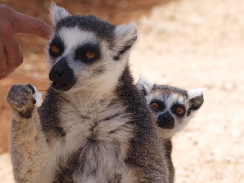 Crete: Agios Nikolaos, Kritsa and Amazonas Park Day Trip - Logistics That Can Make or Break Your Day