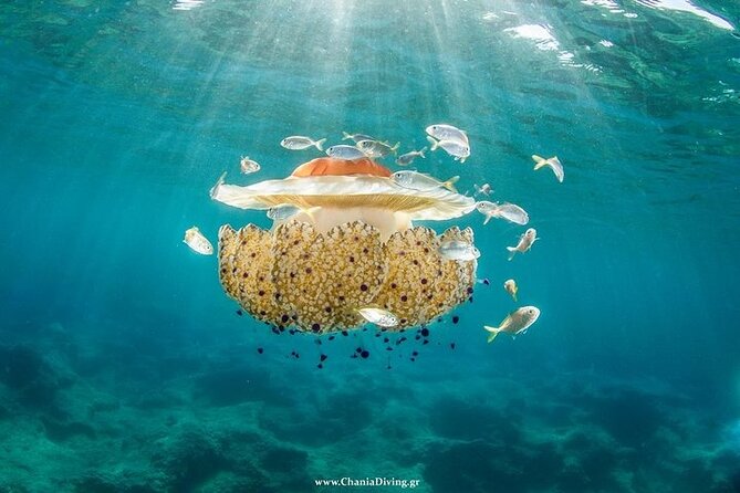 Crete-Chania: Snorkeling & Scuba Dive for Beginners by Boat - The Beginner Scuba Session: 9–10 Meters, Small Groups, Real Coaching