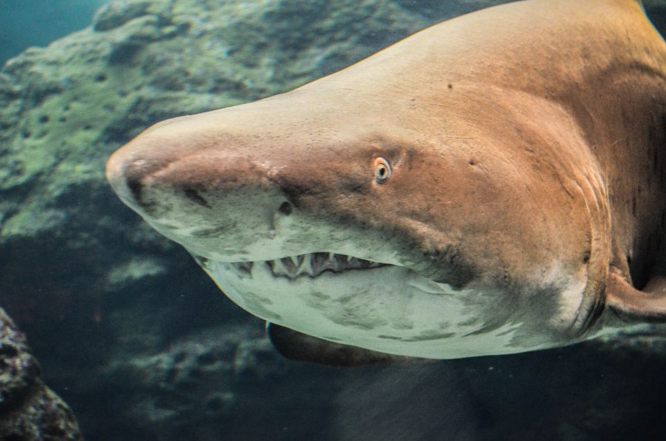 Crete: Heraklion Center, Local Market and Creta Aquarium - Cretaquarium First: How Skip-the-Line Changes the Day