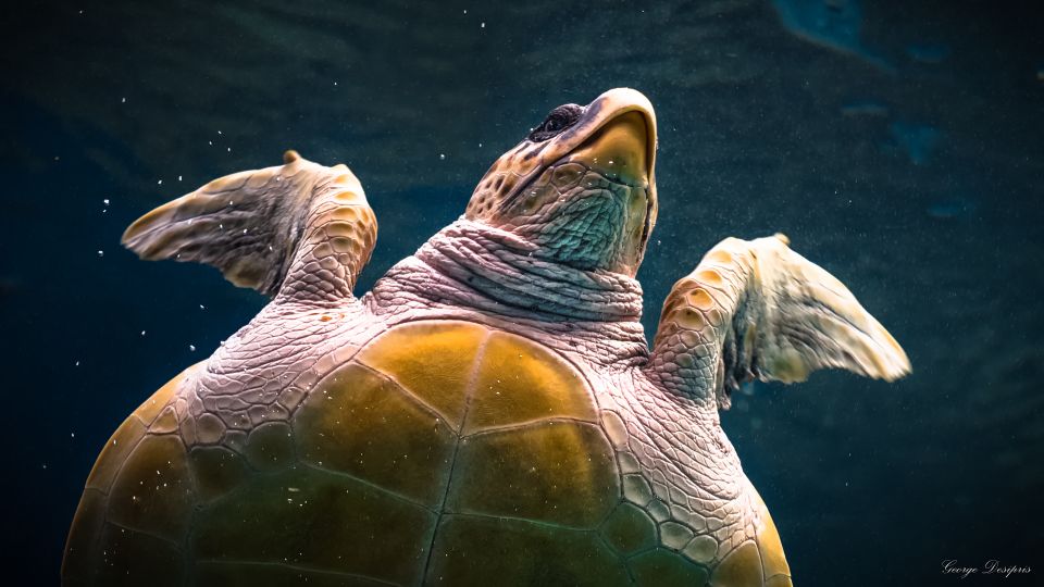 Crete: Heraklion Center, Local Market and Creta Aquarium - What You Actually Pay: $23 Plus Aquarium Entrance