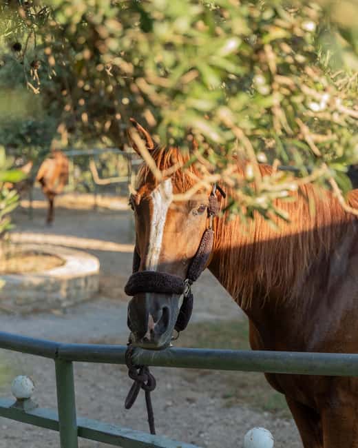 Crete Horse Riding: East Coastline Ride - What you’ll wear and bring: small items that change comfort fast