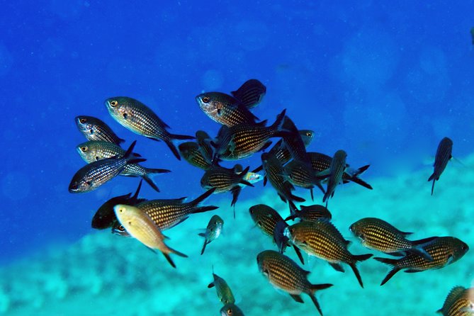 Crete Introductory Scuba Diving Experience - Theory, Pool Practice, Then 3–6m Water: The Learning Path