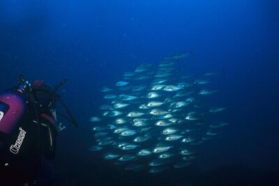 Crete Introductory Scuba Diving Experience - Where You’ll Swim: Heraklion, Chania, or Rethymno-Georgioupolis