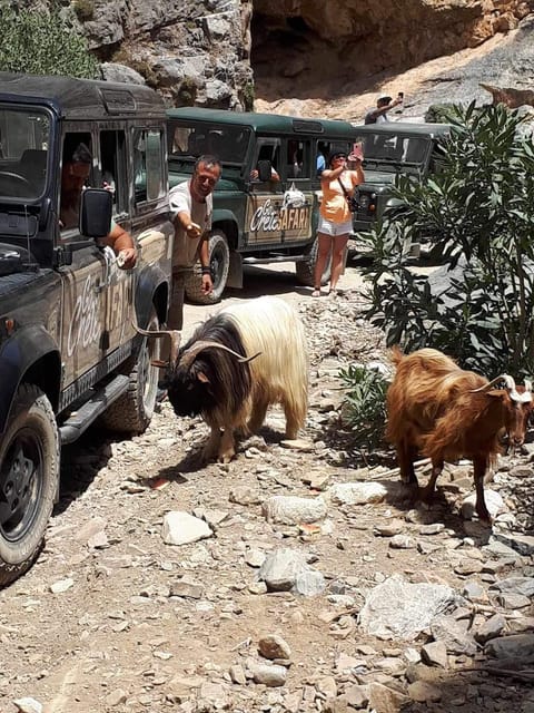 Crete: Jeep Safari Wine & Olive Oil testing Shepherd's House - Avdou village: guided wandering, shopping, and food tasting