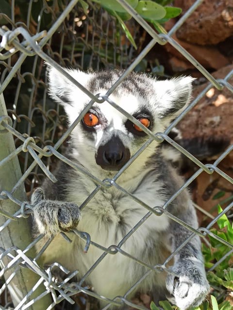 Crete: Milatos Cave Amazonas Zoo Park Jeep Safari Tour - Eastern Crete, by Jeep: the route that mixes caves, animals, and sea views