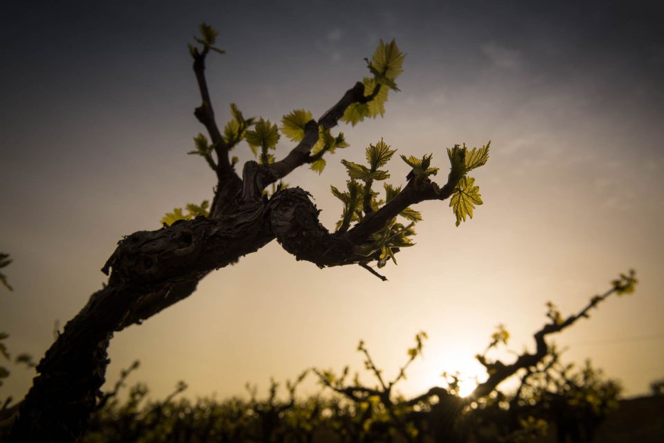 Crete: Olive, Wine, & Raki on a Flavorful Culinary Journey - Key stops that make this tour worth your time