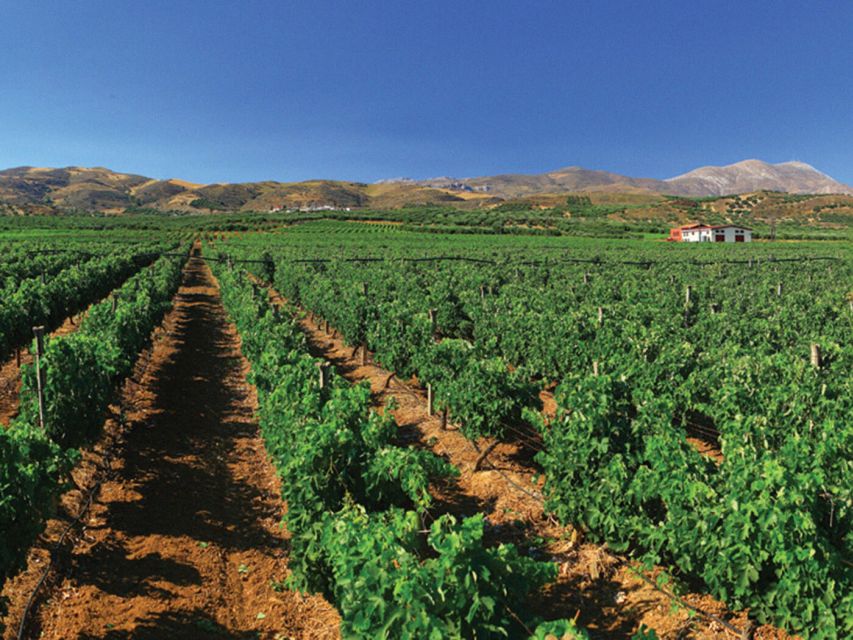 Crete Private Tour: The Secrets of Wine, Olives & Honey - Melidoni Olive Oil Mill: From Olive to Extra Virgin Tasting