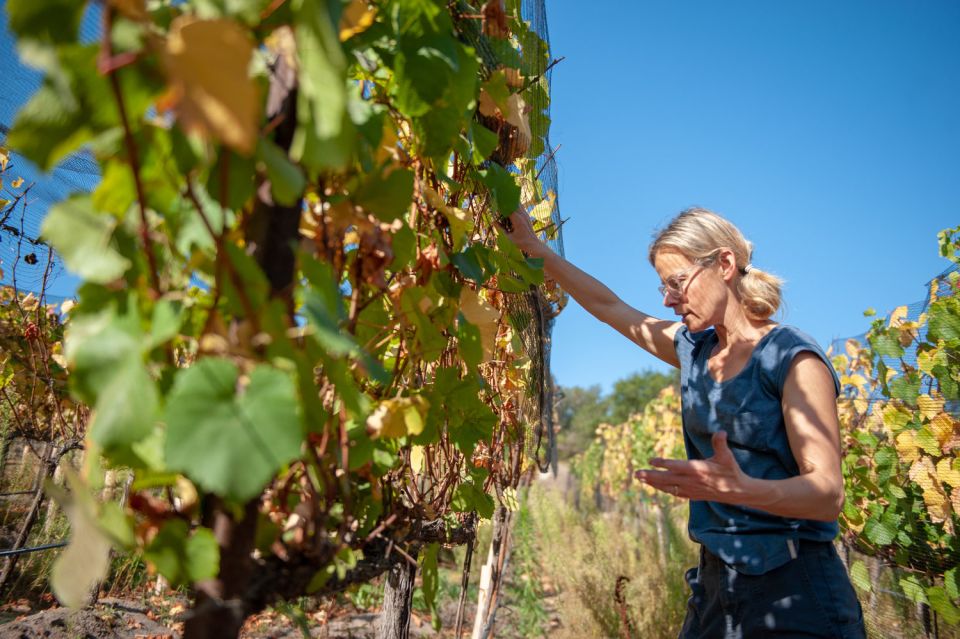Crete Private Tour: The Secrets of Wine, Olives & Honey - Klados Winery: Cretan Grapes, a Real Human Welcome, and Tasting Time