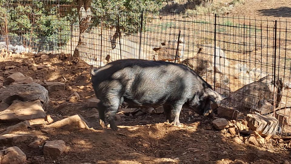 Crete: Shepherd’s Life & Psiloritis Mountain Tour with Meal - Price and value: what $124 buys you in the mountains