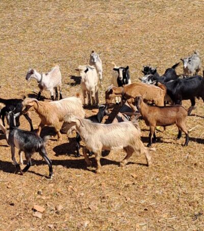 Crete: Shepherd’s Life & Psiloritis Mountain Tour with Meal - Anogia in 40 minutes: coffee, photos, and the village rhythm