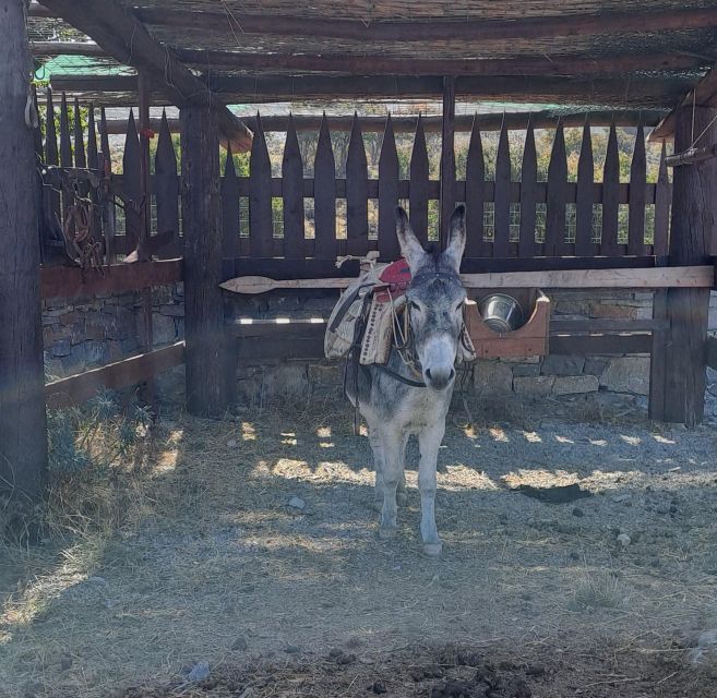 Crete: Shepherd’s Life & Psiloritis Mountain Tour with Meal - The long countryside stop: cheese tasting, wine, and local snacks