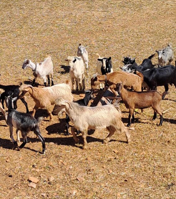 Crete: Shepherd’s Life & Psiloritis Mountain Tour with Meal - Anogia in 40 minutes: coffee, photos, and the village rhythm