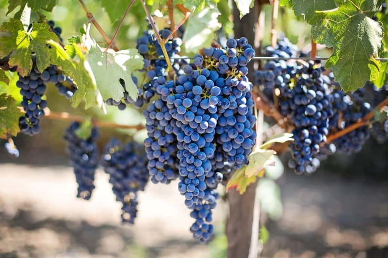 Discover Taste of Crete: Guided Winery Tour and Tastings - Key highlights you’ll care about