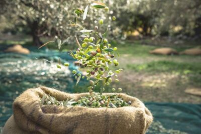 Explore the Secrets of Wine and Olives - Vouves: the 3,000-year-old olive tree stop that feels like time travel