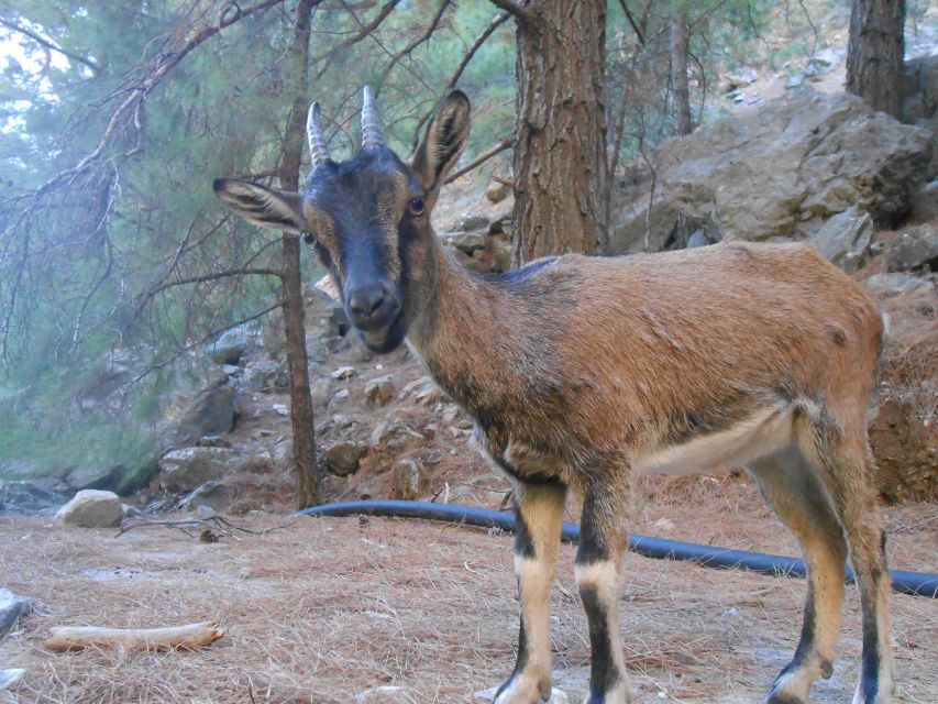 From Agia Galini/Matala: Samaria Gorge Hiking Tour - The drive from Agia Galini or Matala up to Omalos Plateau