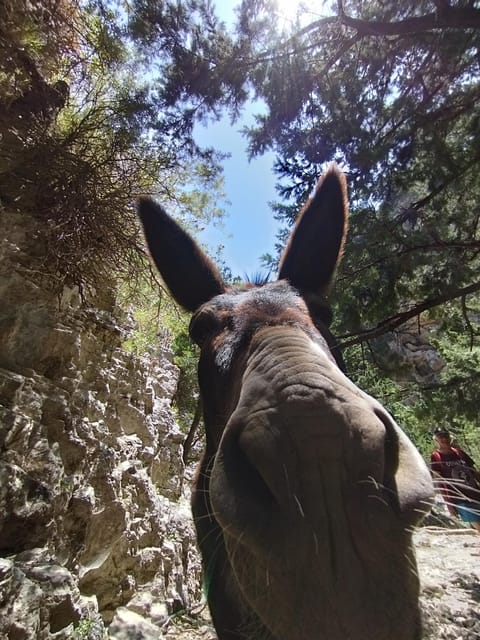 From Chania: Guided Tour to Loutro (Boat tickets Included) - Price and value: what you’re really paying for