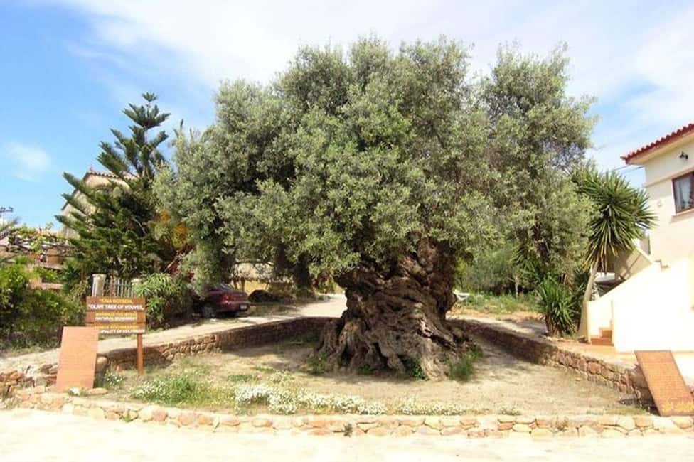 From Chania: Olive Oil, Wine, Cheese & Honey Tasting Tour - Bakery Break: Rusks, Bread, and Savory Pastries You Can Buy