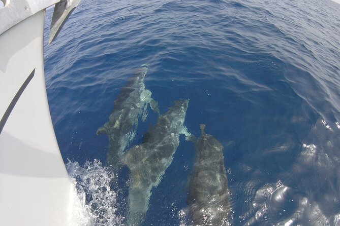 From Heraklion : Small Group 5,5 hours Sailing Trip to Dia Island - Dia Island Snorkeling: Included Gear and a Simple Way to Enjoy Marine Life