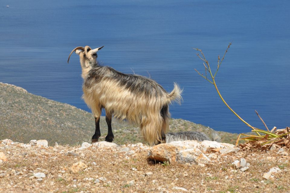 From Rethymno: Agios Nikolaos and Spinaloga Tour - Price and logistics: what $41 really means for your wallet