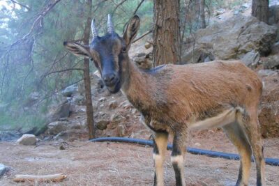 Full Day Samaria Gorge 10-Mile Walking Tour - Walking the Gorge: Rocky, Uneven, and Sometimes Very Narrow
