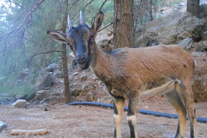 Full Day Samaria Gorge 10-Mile Walking Tour - Walking the Gorge: Rocky, Uneven, and Sometimes Very Narrow