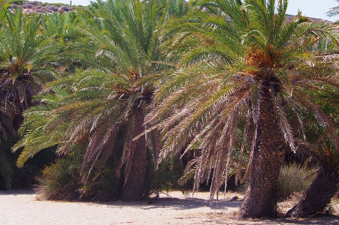 Full-Day Tour to Vai Palm Beach, Toplou Monastery, and Sitia Town - Price and Value: What You Pay For and What Costs Extra
