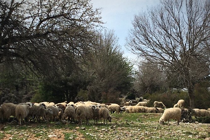 Fygou and Agia Irini Gorge Loop Half Day Hiking Tour - Private guide + satellite phone: why this safety detail matters