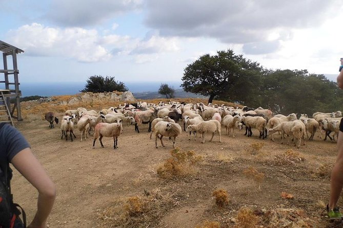 Half-Day Georgioupolis Off-Road Adventure with Meal - Price and Logistics: Is $82.91 Good Value?